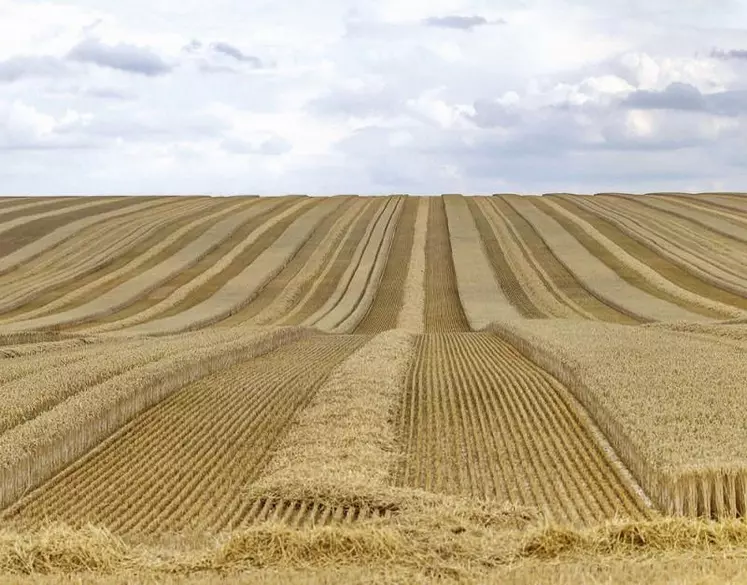 Pour la FNSEA et les chambres d’agriculture, l’attaque russe en Ukraine présente deux risques majeurs à court terme : la hausse des cours des matières premières, qui pourrait encore pénaliser l’élevage, et l’instauration de sanctions commerciales. Si la sécurité alimentaire n’est pas en jeu, l’Élysée confirme surveiller la situation « de près », en ne s’interdisant pas d’intervenir sur l’énergie.