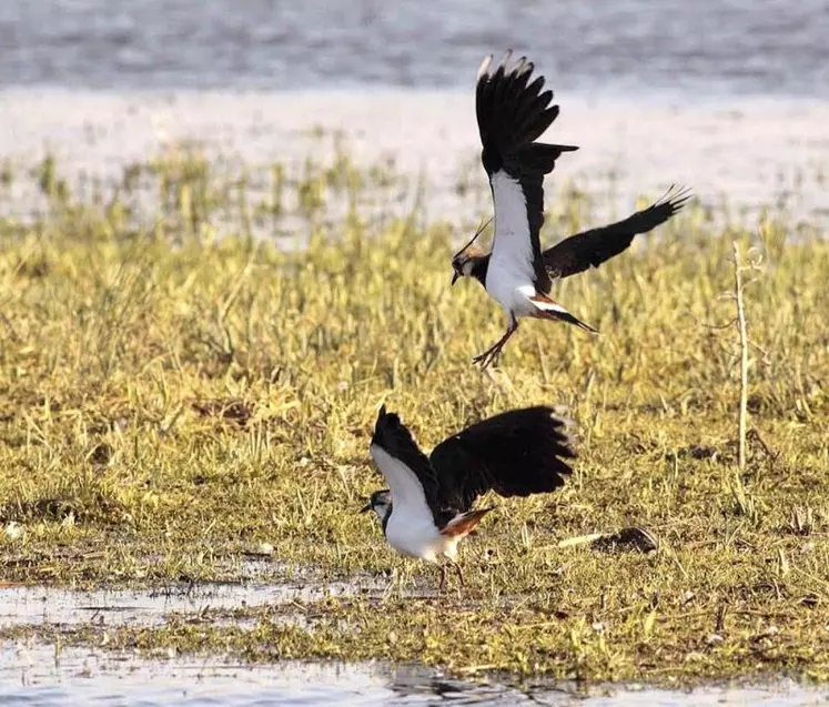 Les derniers chiffres publiés par la LPO et le Muséum d'histoire naturelle confirment l'effondrement des populations d'oiseaux dans les campagnes. La baisse de biodiversité est désormais avérée, estiment les experts, appelant à prendre en compte cette urgence dans la déclinaison nationale de la future Pac.