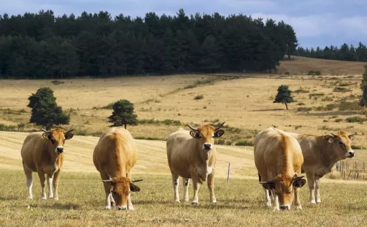 L'union Aubrac a tenu son assemblée générale dans le Cantal, à Anterrieux, vendredi 5 août. Dans un contexte difficile pour l'élevage, la race rustique tire plutôt bien son épingle du jeu.