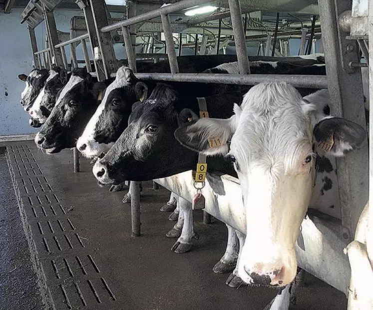 Génosanté est un projet collectif qui devrait offrir la possibilité aux éleveurs de sélectionner des vaches plus robustes face aux troubles de santé productive comme l’acétonémie, les boiteries…