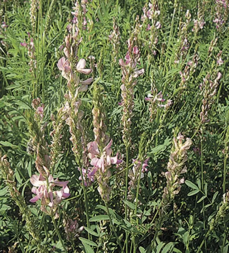 Le sainfoin peut également être utilisé comme couvert végétal permanent.