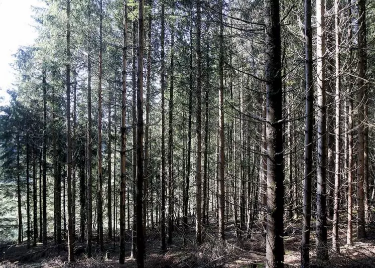 Le département santé des forêts vient de livrer ses conclusions quant à l'enquête de suivi des plantations de l'année écoulée. 2022 est la plus mauvaise année en terme de reprise des plantations forestières depuis 2007. Et la Lozère n'échappe pas à ce terrible constat.