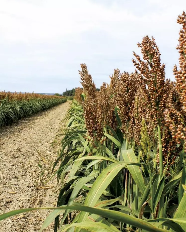 Le sorgho est une plante herbacée annuelle de la famille des poaceae (graminées). Le sorgho est la cinquième céréale mondiale, après le maïs, le riz, le blé et l’orge.