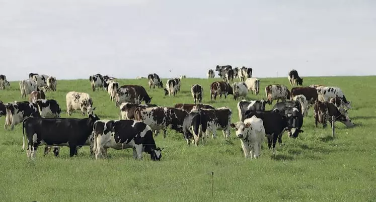 « La filière laitière biologique française évolue indépendamment de ce qui se passe sur le marché mondial mais également indépendamment de la filière laitière conventionnelle française. La production est gérée quasi uniquement en fonction des besoins pour la transformation et donc de l’évolution de la demande des consommateurs », indique FranceAgriMer dans son rapport annuel paru en décembre.