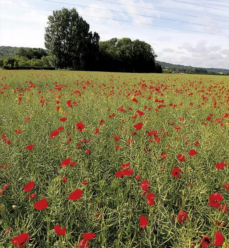 Dans un communiqué commun, la chambre d'agriculture, les JA et la FDSEA dénoncent un accord en contradiction avec les principes énoncés par le gouvernement.