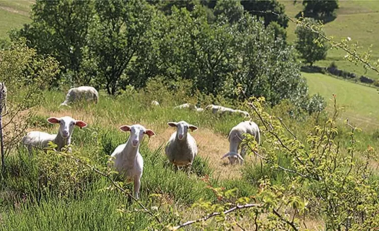 « Les agriculteurs ne doivent pas se contenter de faire une clôture de l'extérieur pour empêcher les animaux de divaguer. Les clôtures de ces pâturages, leur organisation, leur positionnement doit être conçu pour être un véritable outil de gestion de la ressource », explique Catherine Rocher, chargée d'études pastoralisme et agri-environnement à la chambre d'agriculture de Lozère.