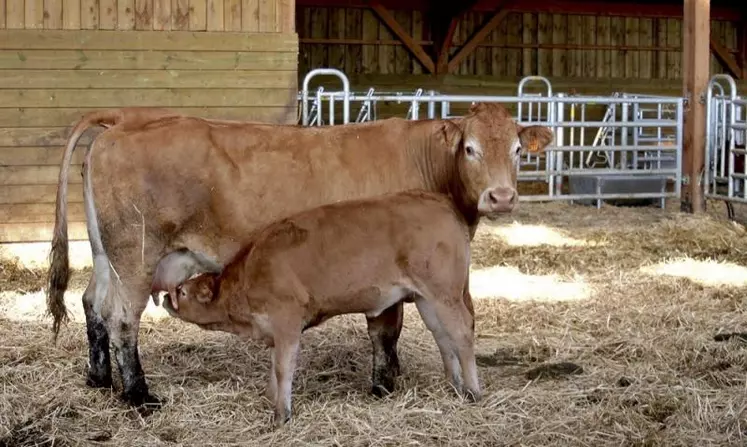 En bovins viande comme en ovins, les cours se sont dangereusement rapprochés entre bio et conventionnel, au risque de faciliter le déclassement, alors que la filière traditionnelle cherche des volumes. Certains opérateurs font l'effort de suivre la hausse des cours, mais la consommation restera la clé à long terme.