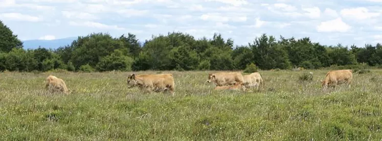 Dans le village de Les Hermeaux, Hubert Gely, exploitant familial a subi une attaque sur ses parcelles, le 26 mai. Le loup se serait attaqué à l’un de ses veaux. Les conclusions des prélévements effectués par les agents de l’OFB sont attendues d’ici un mois.