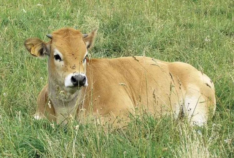 Après une réunion le 16 octobre entre le ministre de l’Agriculture, les éleveurs et les exportateurs de broutards, la FNB espère des évolutions « sous trois semaines » pour faire remonter les prix.