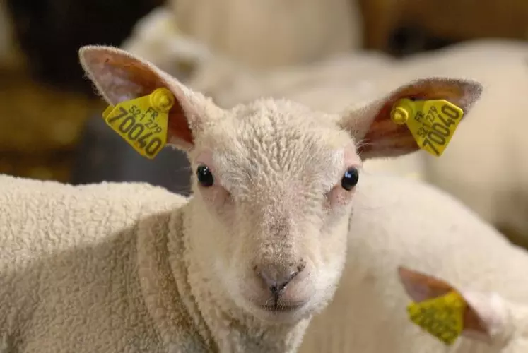 Selon l’âge de l’animal, le repère d’identification n’est pas le même. Pour les animaux nés après le 1er juillet 2010, l’identification électronique est obligatoire.