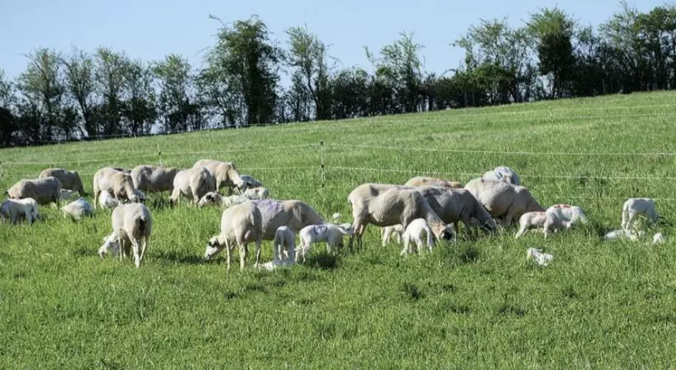 Grâce à l’herbe et aux fourrages sur les fermes, les élevages de ruminants français sont autonomes en aliment à 83 % et en protéines à 75 %.