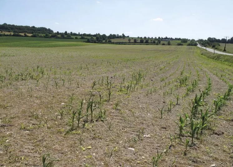 Au 20 juillet, 21 % des régions fourragères présentaient un déficit important.