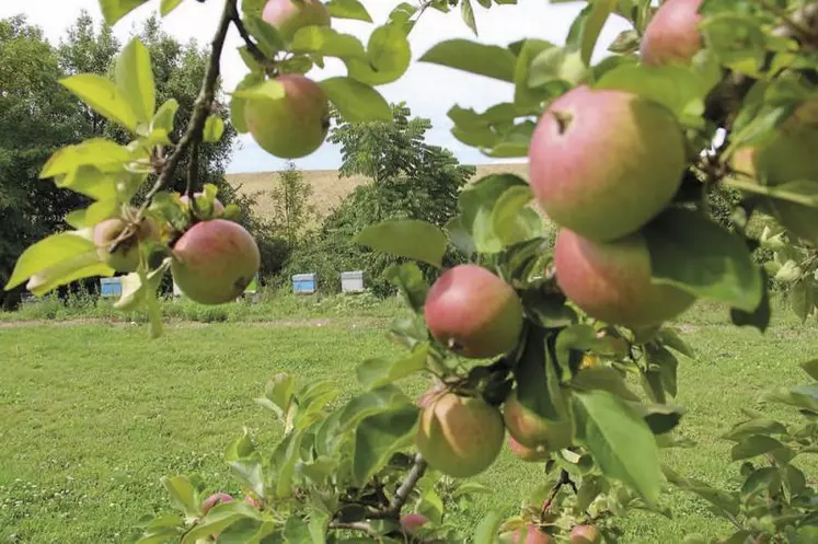 En arboriculture ou en viticulture, l'enherbement total est une alternative au désherbage, parfois pratiqué en bio