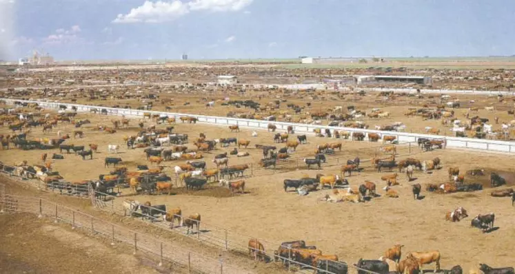 Les feedlots brésiliens, ou usine à viande, dont les standards de production n'ont rien à voir avec le modèle d'élevage français.