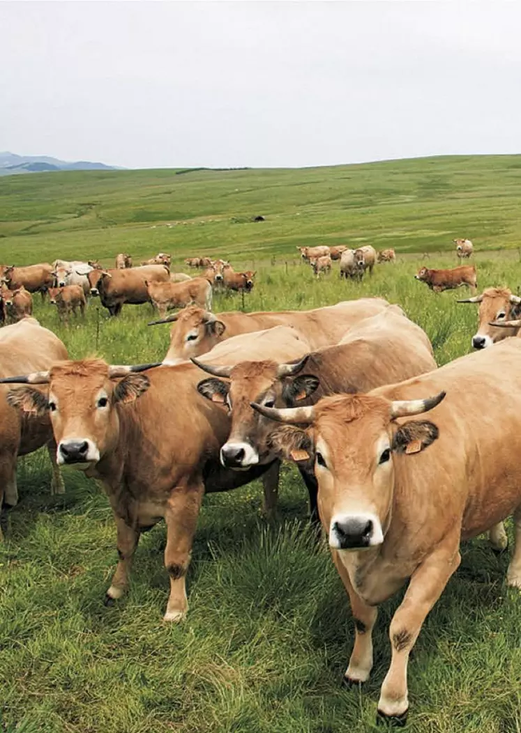 Dans un communiqué, plusieurs syndicats dénoncent l'inaction du gouvernement à l'encontre du secteur agricole.