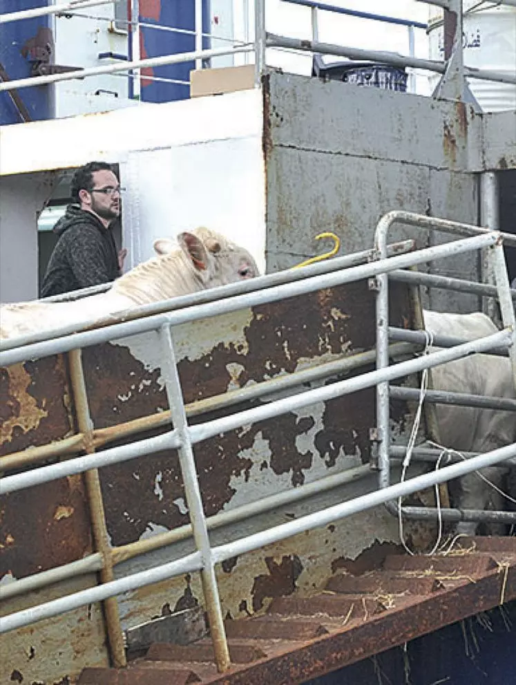 Le port de Sète est sorti de la zone réglementée, ce qui va simplifier le transport des animaux vers les pays de la Méditerranée.