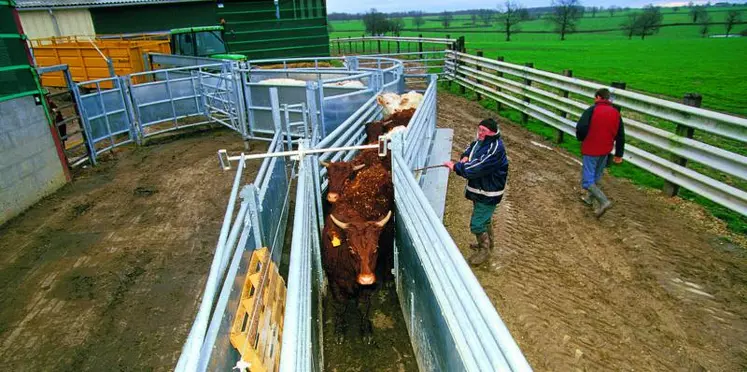 La largeur du couloir de contention doit être adaptée au gabarit des animaux, pour préserver le calme et la sécurité durant les manipulations.