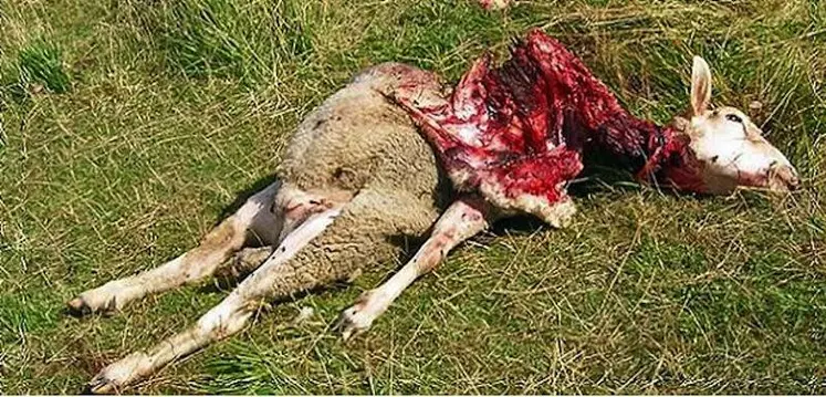 En Lozère, les attaques de troupeaux sont régulières.