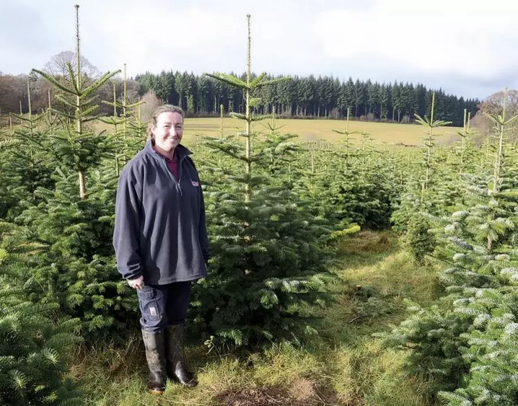 Mélanie Lagriffoul conduit une plantation de sapins de Noël qui comporte essentiellement des nordmann et quelques épicéas.