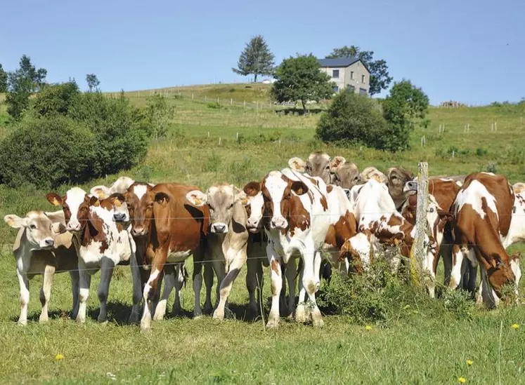 Le cheptel de vaches laitières est en recul de 1,1 % sur l'année, tandis que les naissances ont baissé de 4,5 %.