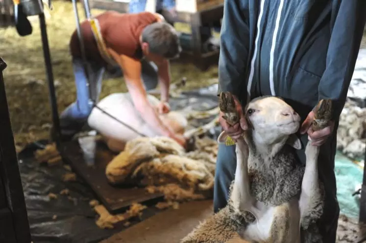 La brebis attend patiemment son tour d'être tondue