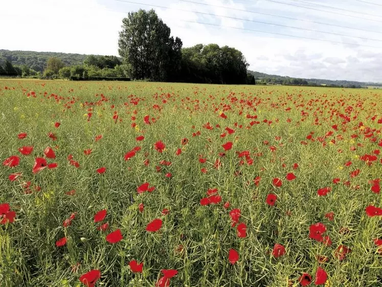 La commission de l'Agriculture du Parlement européen (Comagri) entame ses travaux sur le règlement sur l'utilisation durable des pesticides. L'Espagnole Clara Aguilera, en charge de préparer un avis, se montre très critique envers la proposition de Bruxelles. Par ailleurs, un calendrier de travail a enfin été convenu : le Parlement européen devrait adopter sa position début octobre.