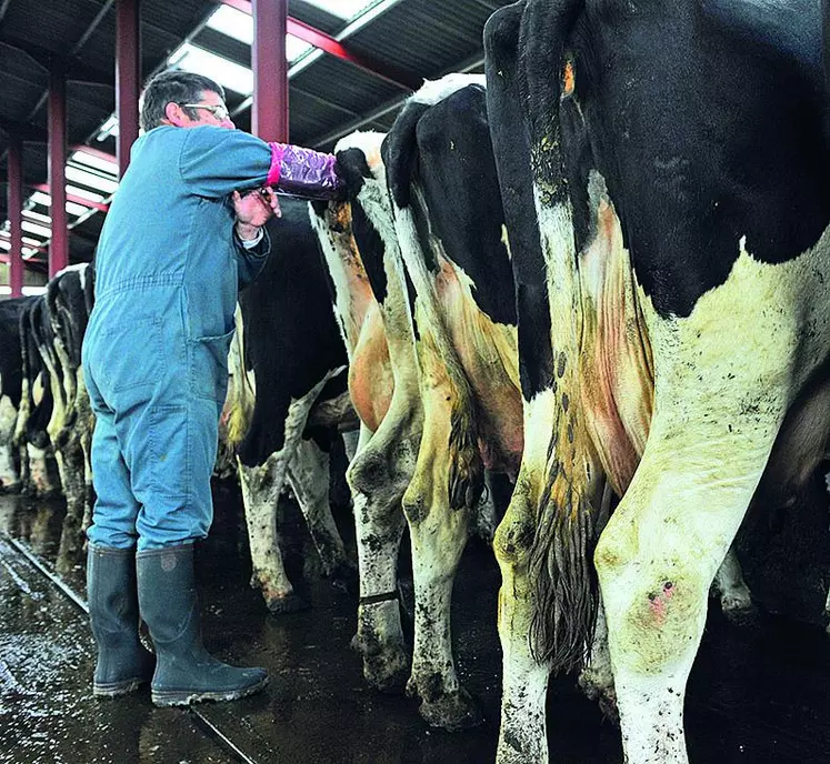 Pour effectuer son geste en sécurité, l’inséminateur doit avoir l’épaule au même niveau voire légèrement au-dessus de la croupe de l’animal.