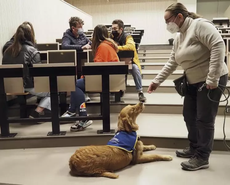 Depuis un an, Florence Thillard, enseignante du lycée agricole de La Côte-Saint-André (Isère) a fait entrer dans l'établissement un chien d'assistance aux personnes handicapées, lui aussi en formation.