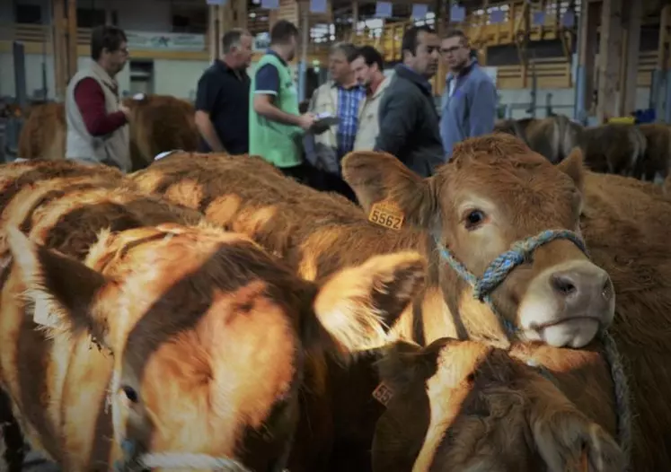 Retraité ou en exercice, le jury connaît l’importance de ces concours pour les 23 éleveurs présents : valoriser les animaux auprès des acheteurs et se situer par rapport aux collègues.