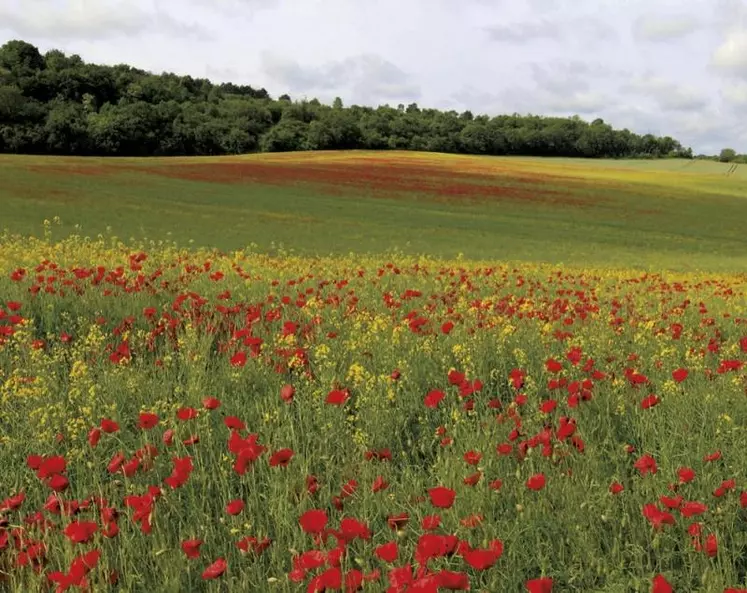 Le projet de loi de finances sur lequel le gouvernement engage sa responsabilité intègre cinq amendements, dont deux nouveautés par rapport à l'examen en commission : l'abaissement de la TVA de l'alimentation animale et l'élargissement de l'exonération de la taxe à l'essieu.