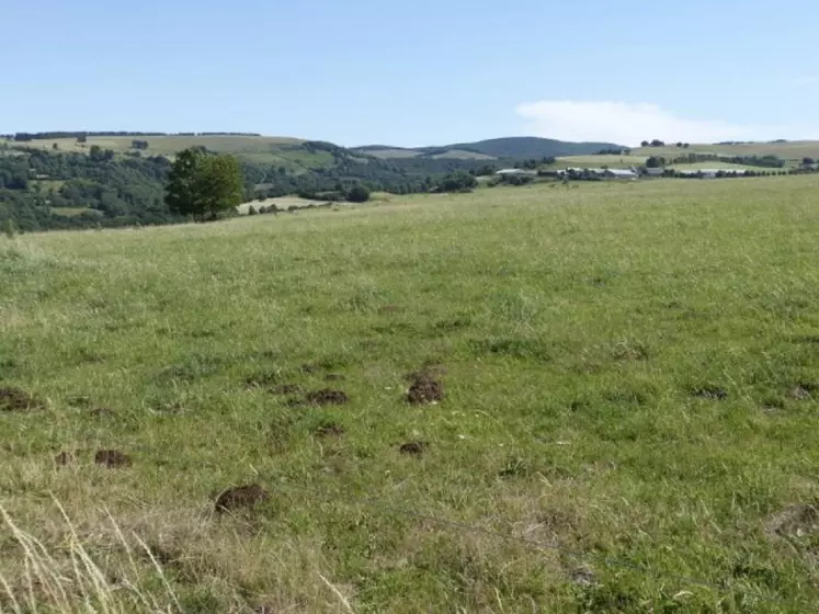 Après la fauche, la lutte directe est à réaliser sur les quelques foyers de campagnols visibles