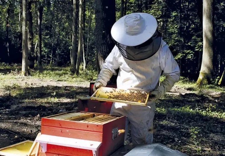 Confrontée à des difficultés d’écoulement de sa production et à des problématiques sanitaires récurrentes, la filière apicole française souffre malgré des miels d’une grande qualité. Le point sur les enjeux du secteur avec les représentants syndicaux et ceux de l’interprofession apicole.