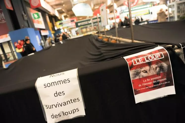 Le jour de l’ouverture du salon international de l’agriculture, des éleveurs de brebis avaient couvers les enclos avec des draps noirs, en signe de deuil, et ont levés des banderoles « le loup, la fin annoncée de l’élevage ovin » lors du passage du président de la République.