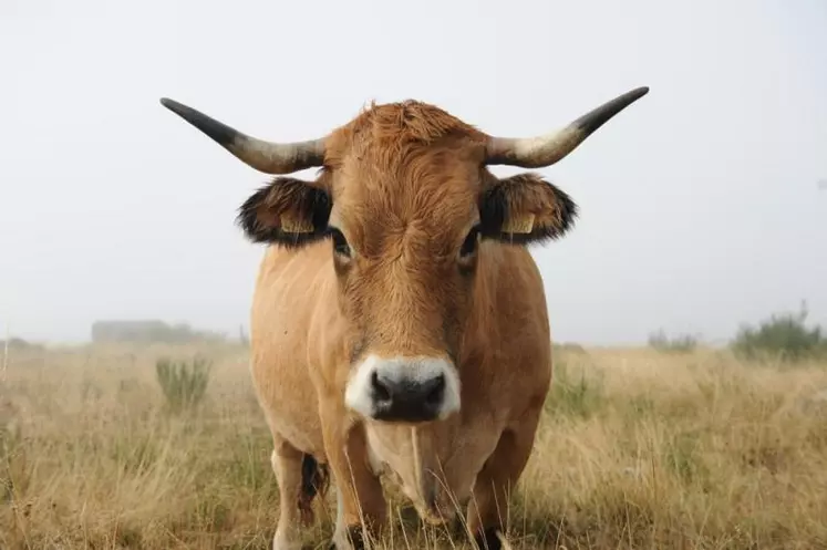 La tête d'une des vaches de Thierry Roumejon