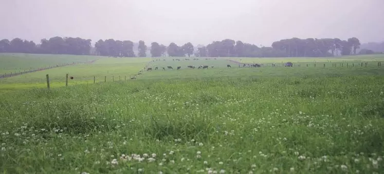 Quatre-vingt-cinq pourcents de la surface agricole du pays est composée de pâturages permanents, un atout indéniable pour la production de lait et de viande bovine.