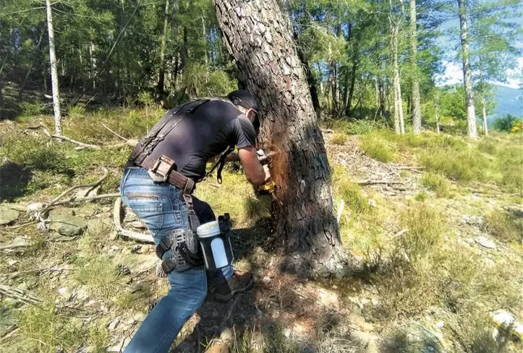 Depuis plusieurs mois, le Syndicat Mixte du Pays des Cévennes et le Pôle d'Équilibre Territorial Rural (PETR) Sud-Lozère mènent une expérimentation pour évaluer la qualité de la résine des pins maritimes. Une première étape qui pourrait laisser espérer, à terme, une nouvelle filière pour les forêts de ces territoires.