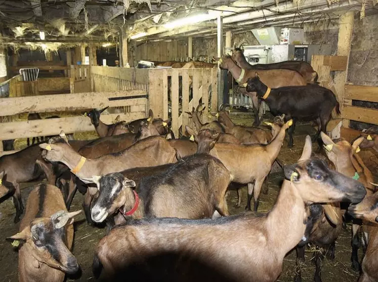 À l’occasion d’un webinaire organisé le 18 juin, l’Idèle a brossé un état des lieux de la filière laitière, qui depuis le déconfinement tend à retrouver une certaine stabilité. Dans ce paysage mouvant, la filière laitière caprine renoue avec la croissance et bénéficie de prix bien orientés.