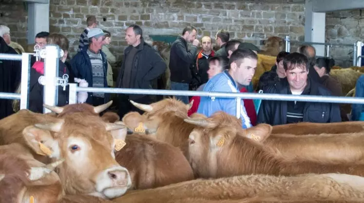 Pour la Pache, le parking couvert de l’Appétit, à Mende, prend des allures de marché aux bestiaux.