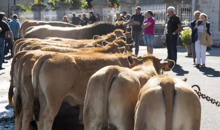 Ce samedi 5 septembre s'est tenue la foire de Nasbinals, pour compenser l'annulation de la fête de l'Aubrac. Une vente aux bestiaux a eu lieu durant la journée.