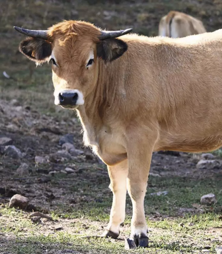 Les vendredi 15 janvier et mardi 19 janvier, le Cerfrance Occitanie a présenté les tendances qui se dégagent pour les filières végétales et animales pour la campagne 2020. Premières conclusions : le premier confinement et les aléas climatiques ont eu des impacts non négligeables sur la production.