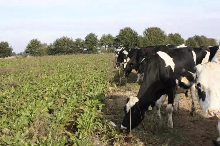 Le pâturage des betteraves est souvent pratiqué à partir du mois d’août afin de pallier le manque d’herbe à cette période et se poursuit en automne.