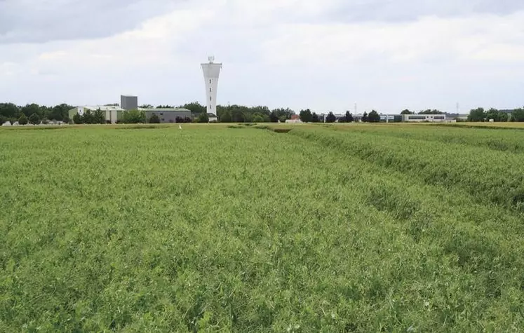 En produisant des plantes riches en protéines ou en nourrissant différemment ses troupeaux, l'élevage français peut réduire sa dépendance aux importations de soja sud-américain.