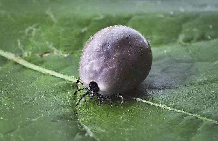 La maladie de Lyme est provoquée par une piqûre de tique infectée.