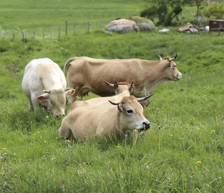 Les chiffres clés de la progression de la bio en 2019 ont été publiés en septembre par l’observatoire régional de l’agriculture bio en Occitanie. Si cette dernière confirme sa première place de région productrice bio, la déclinaison par départements montre des différences.