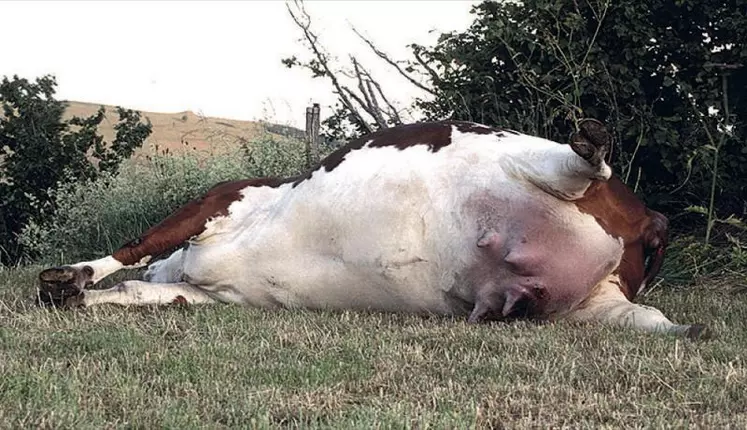 L’abattage d’urgence en dehors d’un abattoir est possible mais très encadré.