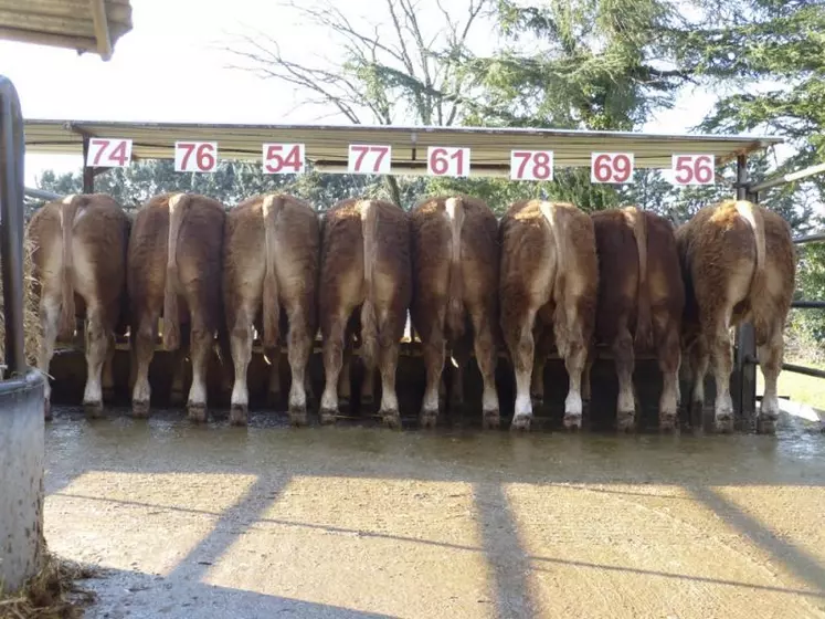 Cette vente mettra en marché 47 taureaux nés du 4 novembre 2015 au 26 janvier 2016.