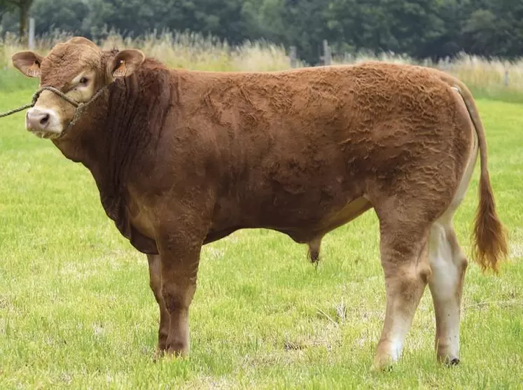 Romarin, champion mâle du concours et top-price, a été acheté par KBS Genetic.