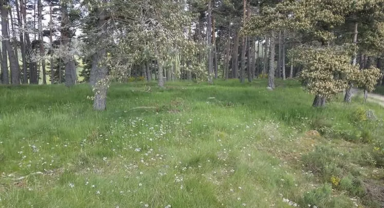 Si le pâturage en sous-bois a pendant de nombreuses années été une pratique courante de pâturage, notamment dans les forêts de l’arc méditerranéen, cette activité perd du terrain au profit des champs ou des pâtures.