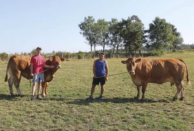 Niagara est une doublonne qui avait été primée au concours de Saugues, il y a deux ans. Isa est une vache de sept ans.