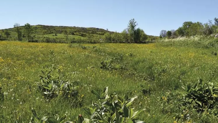 La réunion informelle des ministres de l’Agriculture de l’UE qui se tiendra du 30 août au 1er septembre à Coblence (Allemagne) donnera le coup d’envoi, officieux, d’une période cruciale pour les négociations sur la future politique agricole commune.